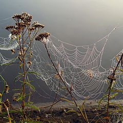 фото "..про жизнь, август.."