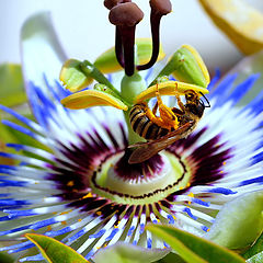 photo ""The Passiflora...""