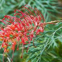 фото "Red grivellia"