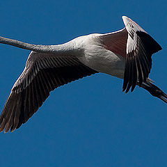 photo "Flamingo"