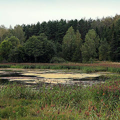 photo "The summer is over"