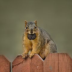 photo "Weight Watchers !?"