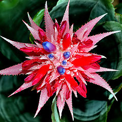 photo "Cactus Flower"