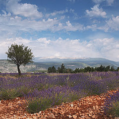 photo "Lavanda fields"