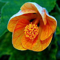 фото ""Chinese bell...""