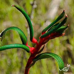 фото "Kangaroo paws"