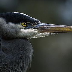 photo "Great Blue Heron"