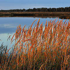 фото "Рыжие метелки осени"