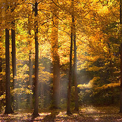 photo "***"