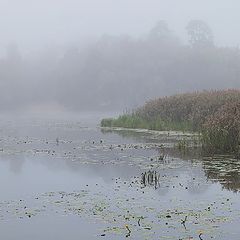 photo "autumn fog"