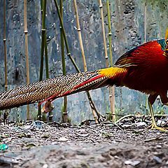 фото "Golden Pheasant"