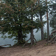 photo "autumn walk in fog"