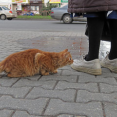 фото "В засаде"