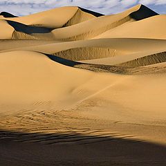 photo "Amidst the Dunes"