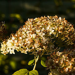 photo "Autumn colors hydrangeas"