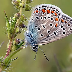 photo "бабочка"