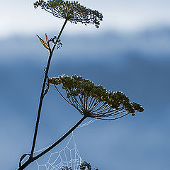 photo "matin d'automne"