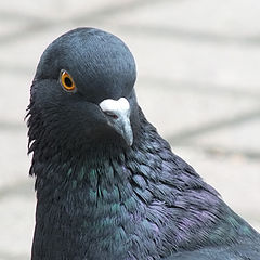 photo "Portrait of a pigeon"