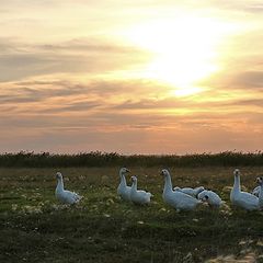 фото "Возвращение с прогулки"