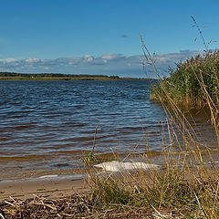 фото "У реки..."