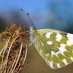 photo "бабочка"