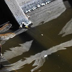 фото "из жизни стрекоз"