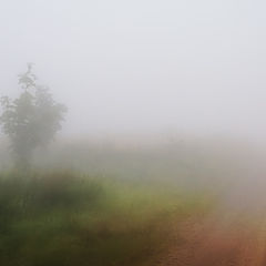 photo "Colours in mist"