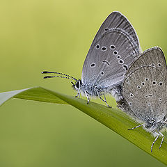 photo "Cupido minimus"