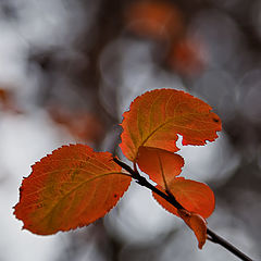 photo "autumn"