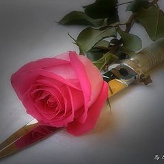 фото "***"