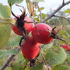 photo "Last fruits of sad autumn..."
