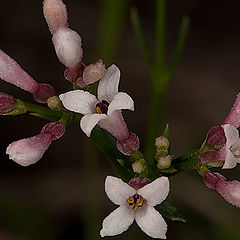 фото "Asperula cynanchica"