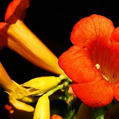 photo "Trumpets"