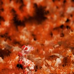 photo "pygmy seahorse"
