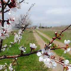 photo "Spring recollection"