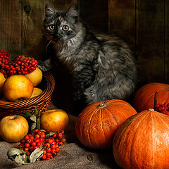 photo "Kitten in a pumpkin"