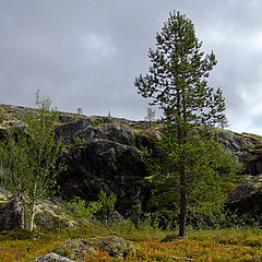 фото "Тундра"