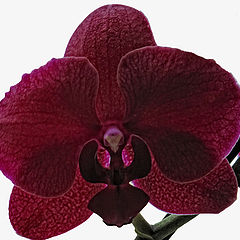 фото "Phalaenopsis BORDEAUX"