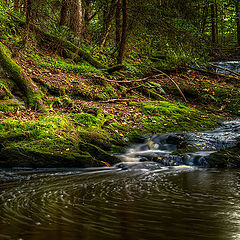 photo "The Creek"