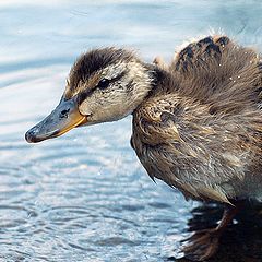 photo "Little Mallard"