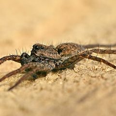 photo "Small spider"
