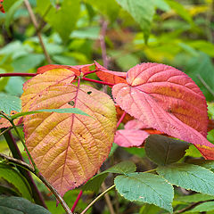 photo "two leaf"