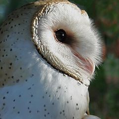 photo "Owl Portrait"
