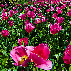 photo "The River of Tulips"