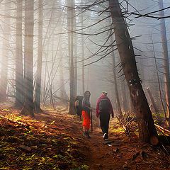 фото "walking through mysterious forest"