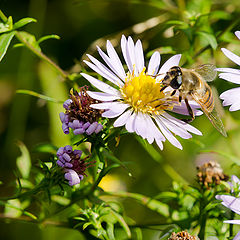 photo "autumn honey harvest"