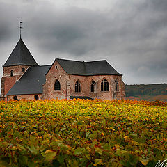 photo "Between the vines"