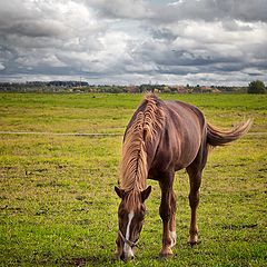 фото "Приволье..."