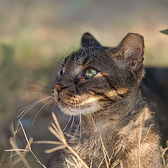 фото "Греческий котик с порванным ушком.."