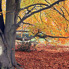 photo "Colors of autumn"